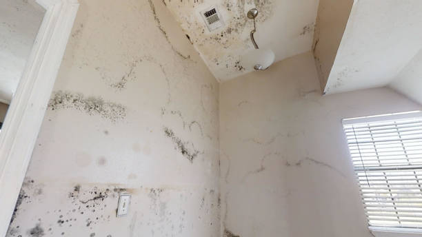 Best Mold Prevention Services  in Vandenberg Village, CA