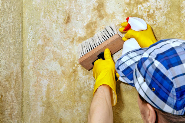  Vandenberg Village, CA Mold Removal Pros