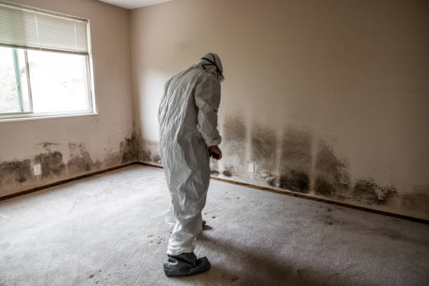 Best Environmental Consulting for Mold Prevention  in Vandenberg Village, CA