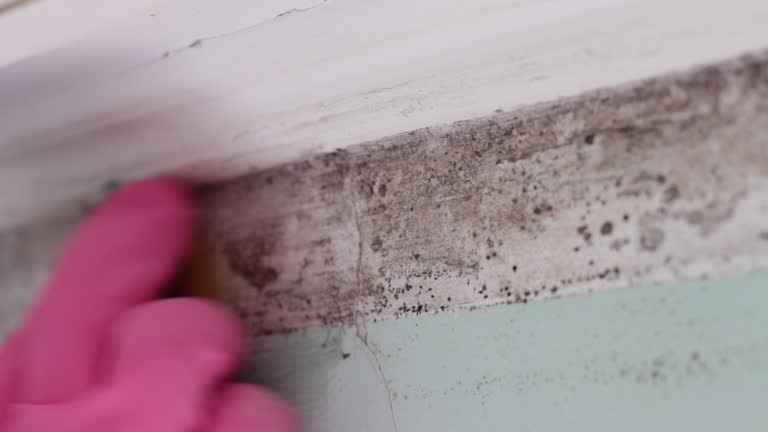 Best Attic Mold Removal  in Vandenberg Village, CA